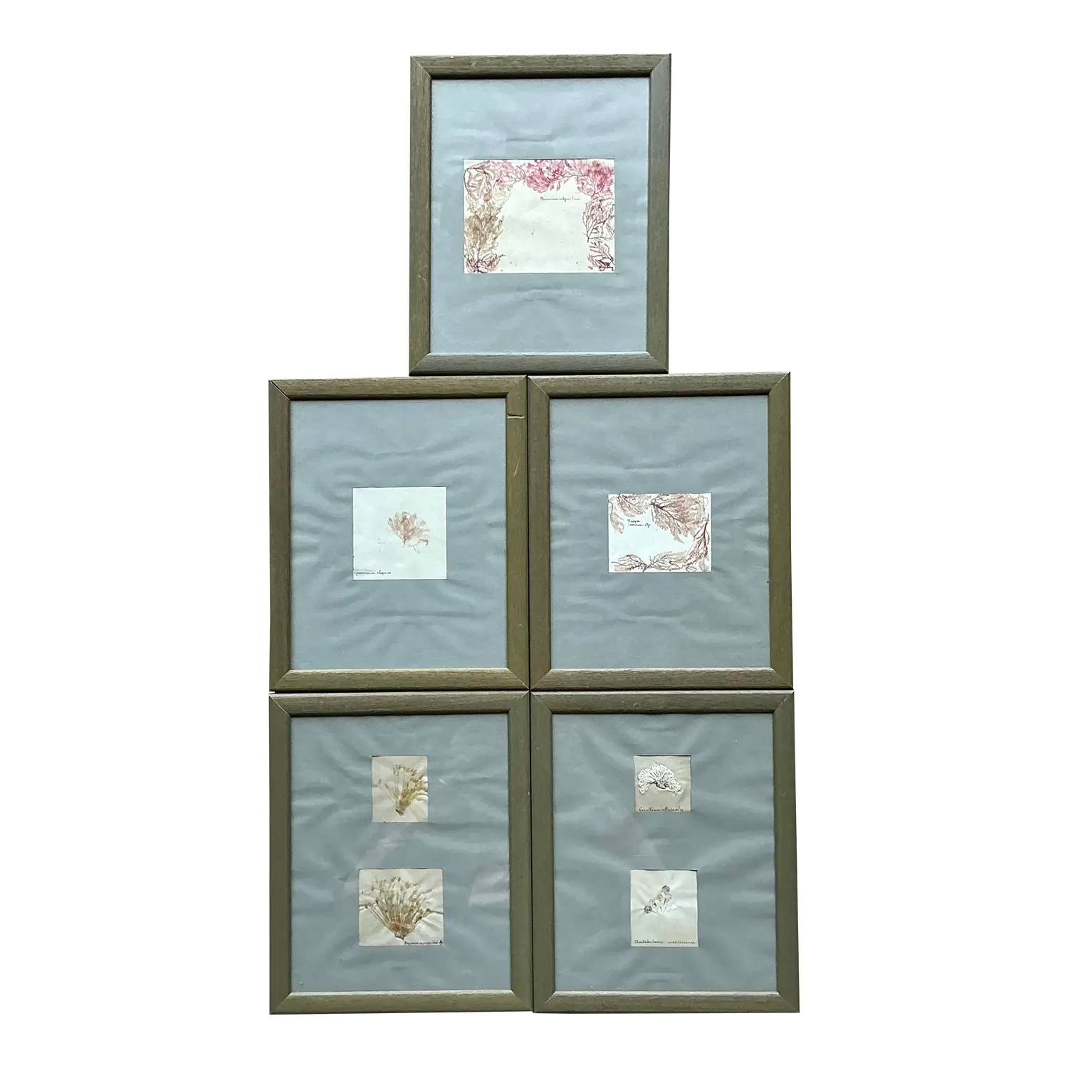 Vintage Pressed Specimen Clippings - Set of 5