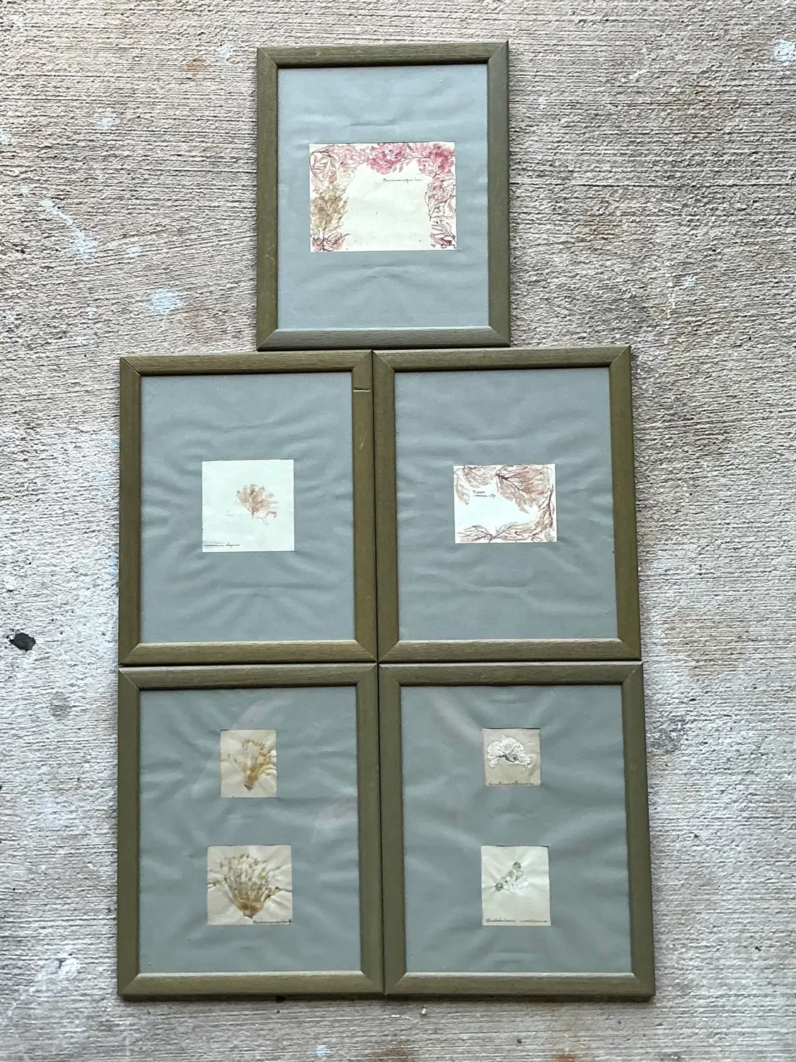 Vintage Pressed Specimen Clippings - Set of 5 - Detail view
