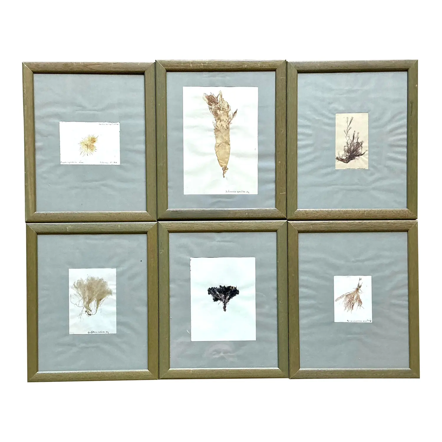 Vintage Pressed Specimen Plant Clippings - Set of 6 - Detail view