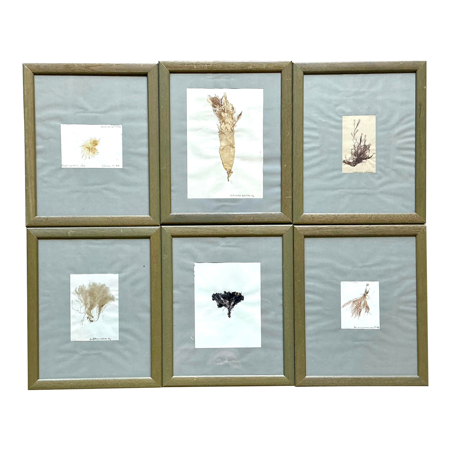 Vintage Pressed Specimen Plant Clippings - Set of 6 - Side view