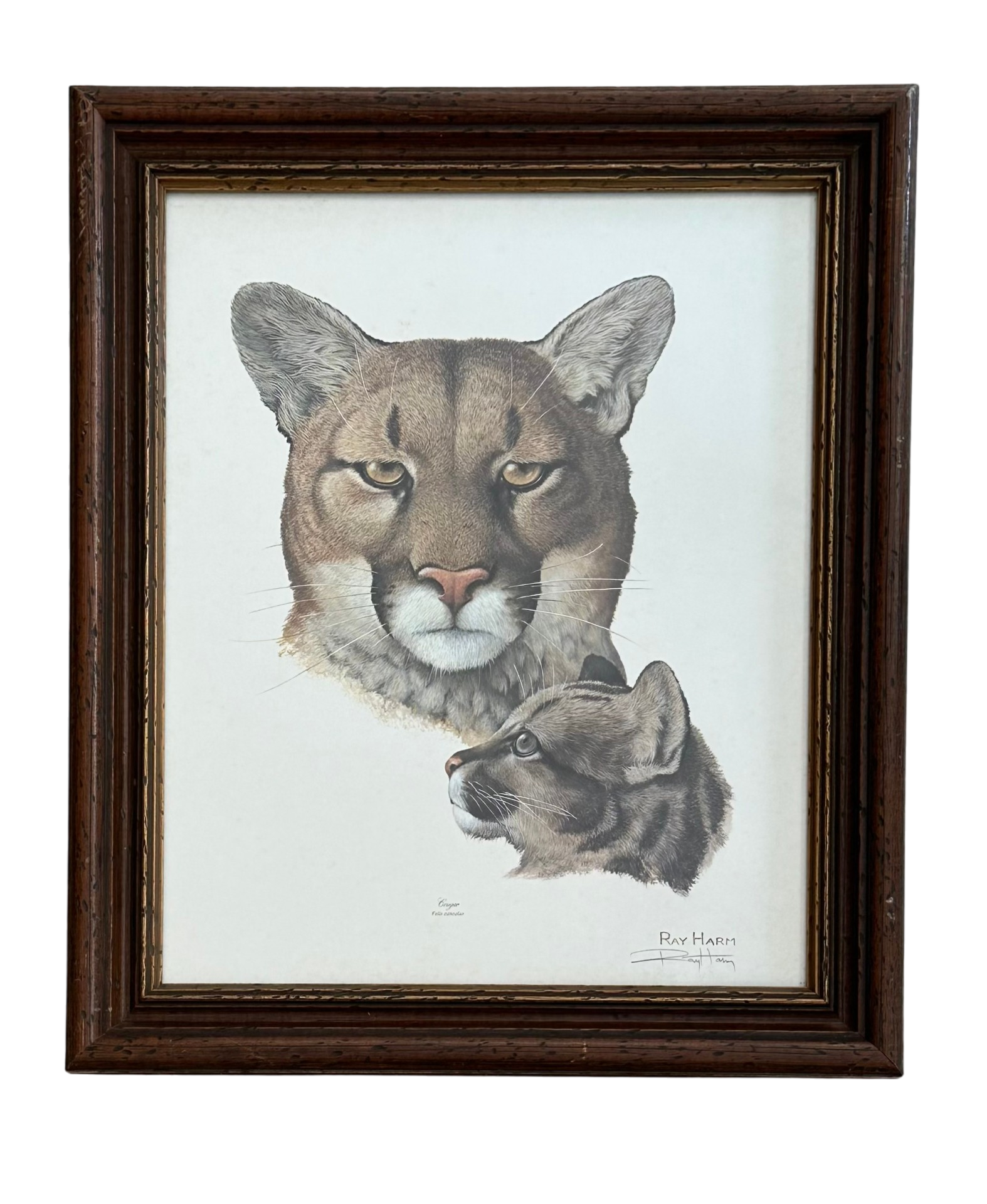 Vintage Print of Cougar Signed by Artist
