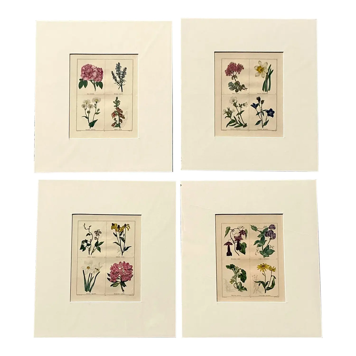 Vintage Regency Original Botanical Prints - Set of Four