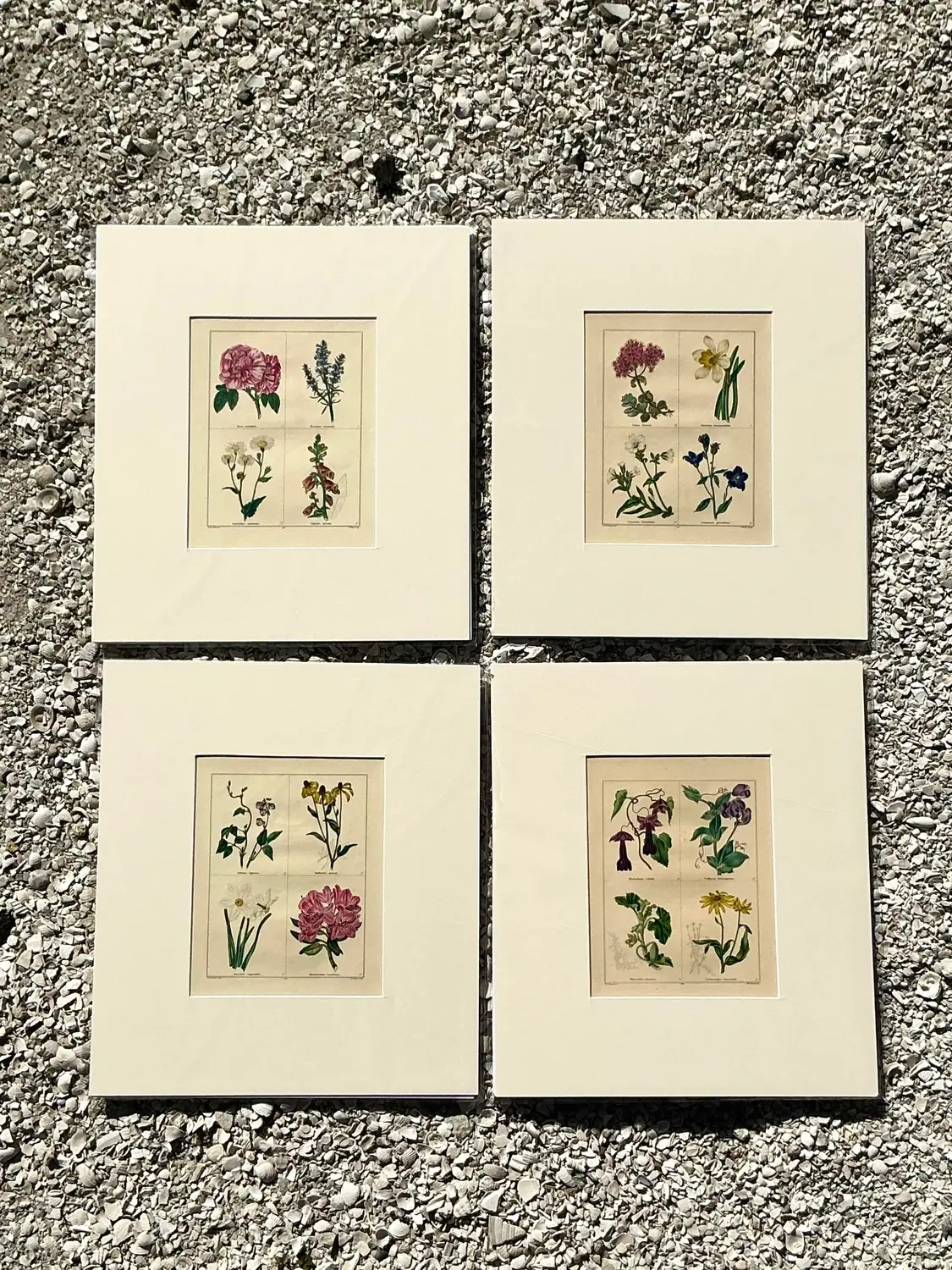 Vintage Regency Original Botanical Prints - Set of Four - Side view