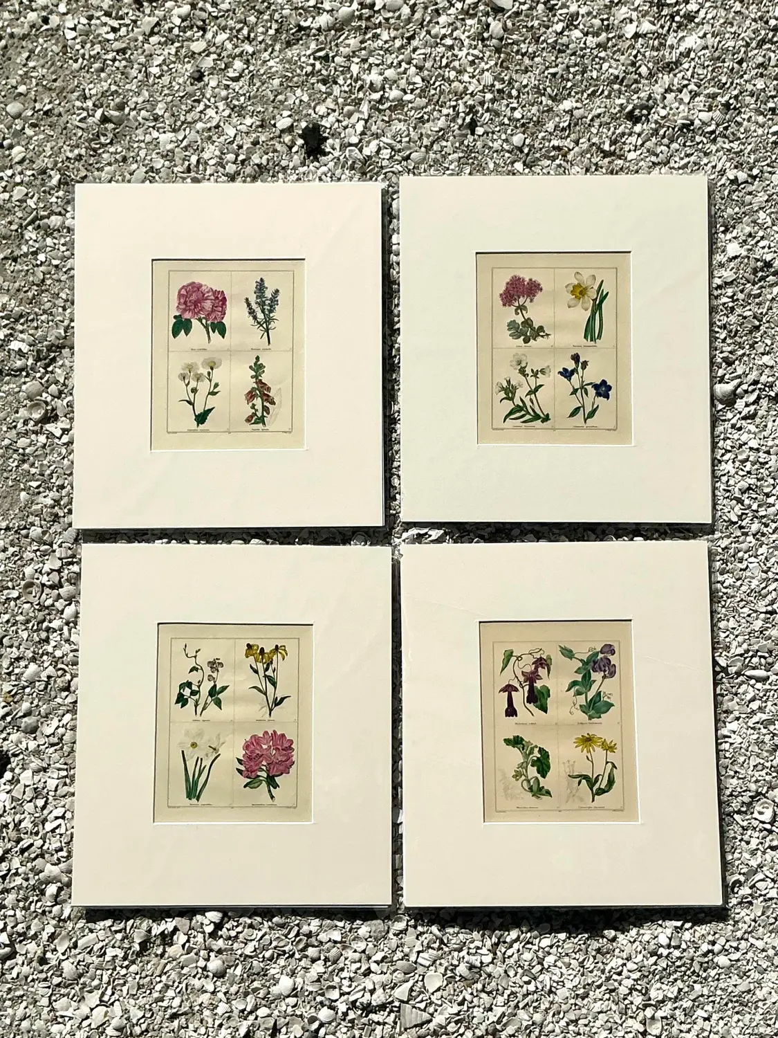 Vintage Regency Original Botanical Prints - Set of Four - Top view