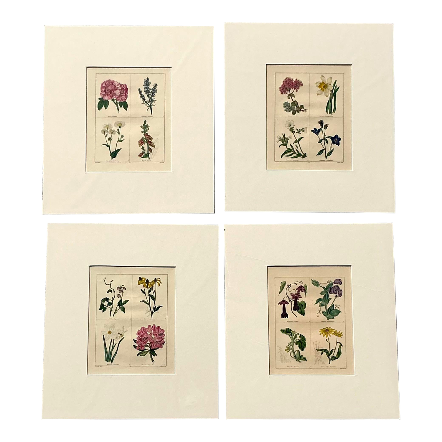 Vintage Regency Original Botanical Prints - Set of Four - Detail view