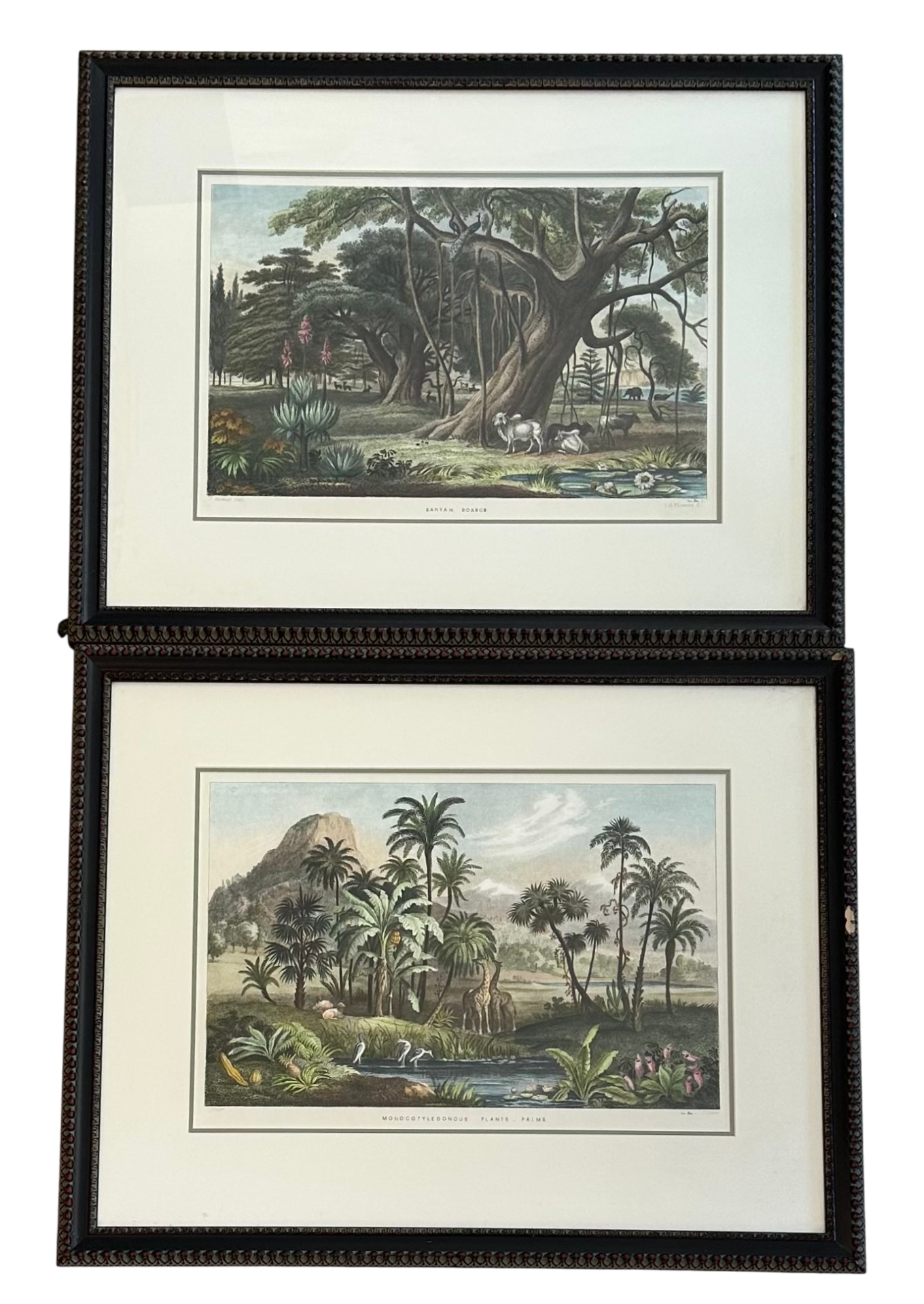 Vintage Tropical Print of Engraving- a Pair
