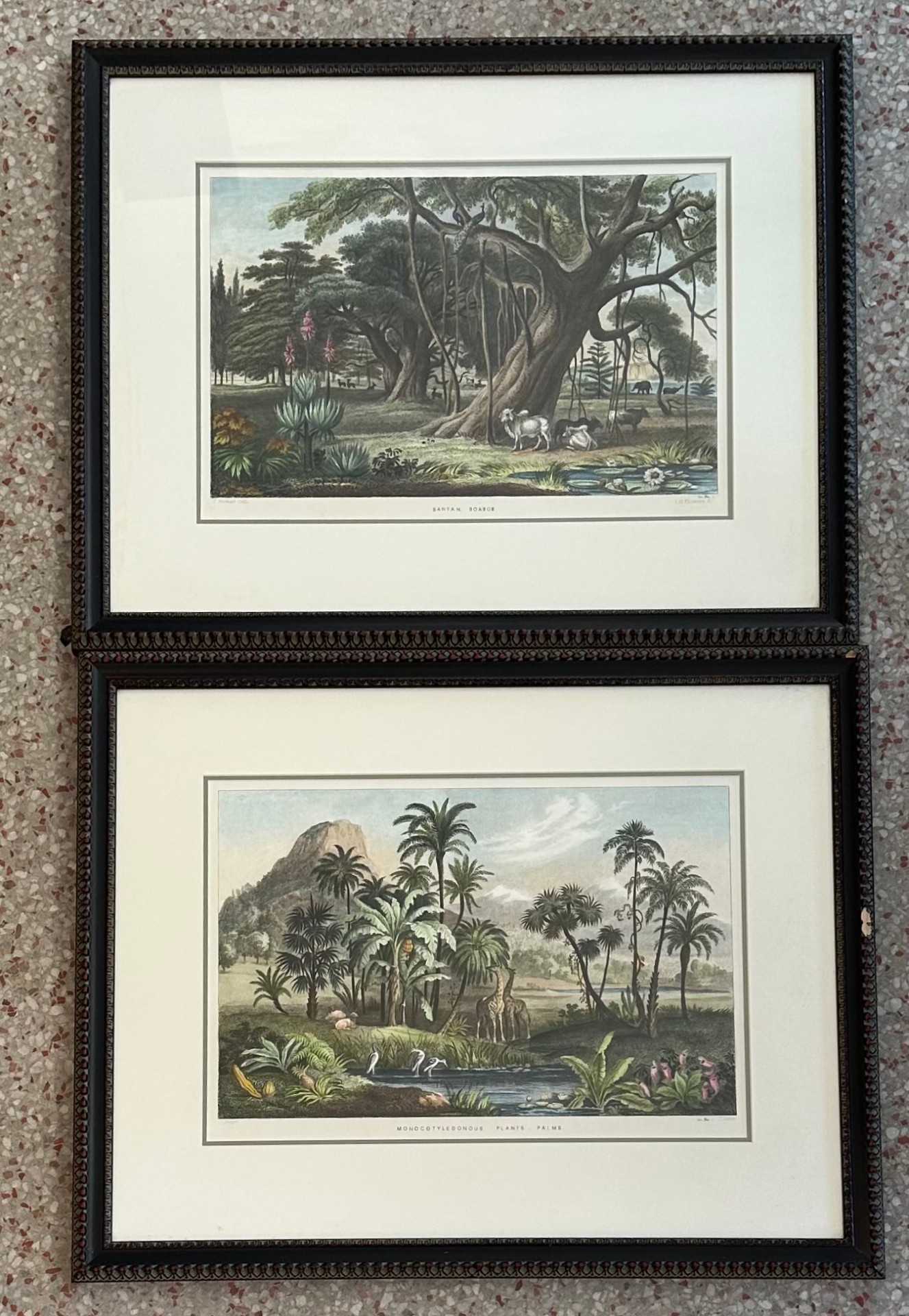 Vintage Tropical Print of Engraving- a Pair - Detail view