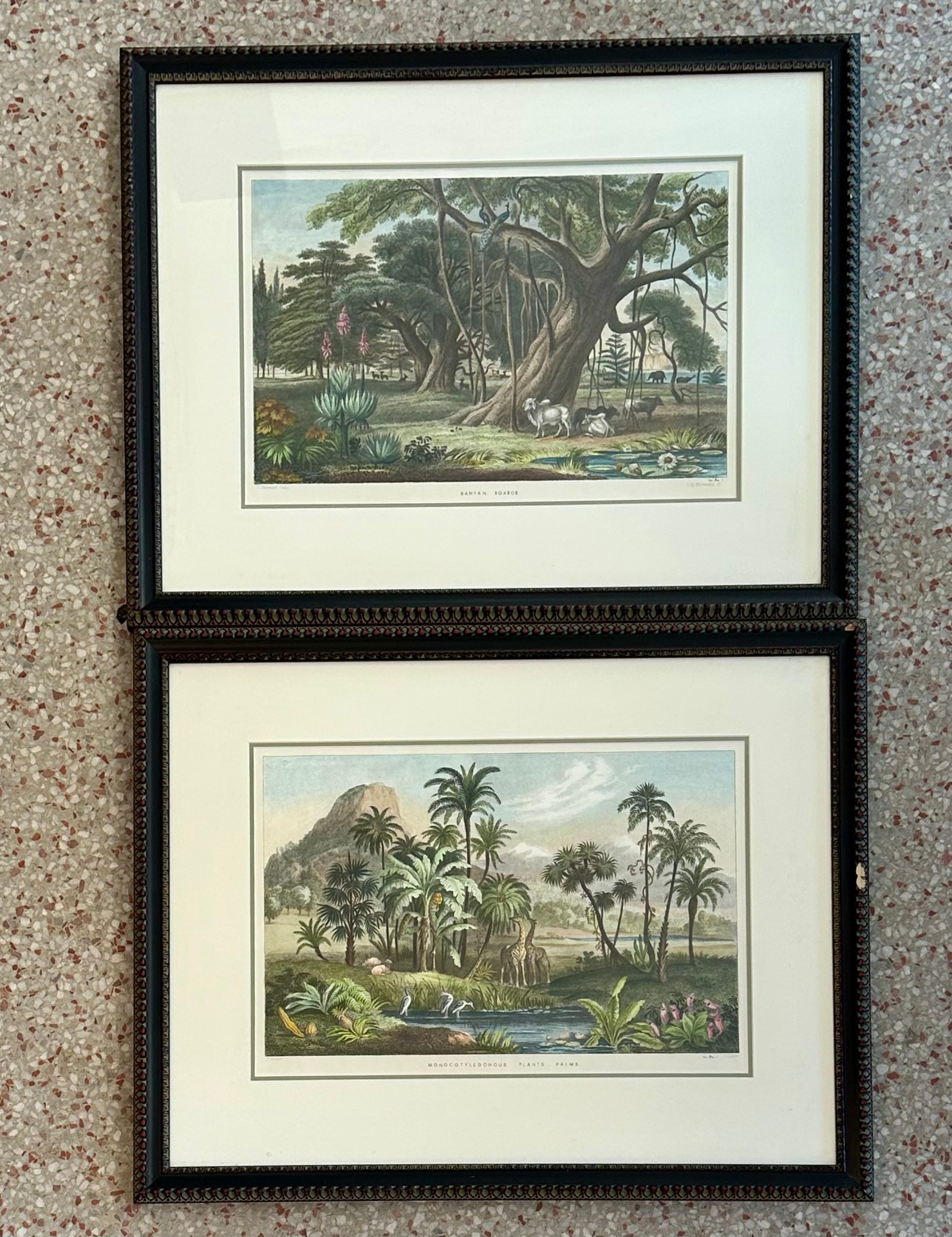 Vintage Tropical Print of Engraving- a Pair - Side view