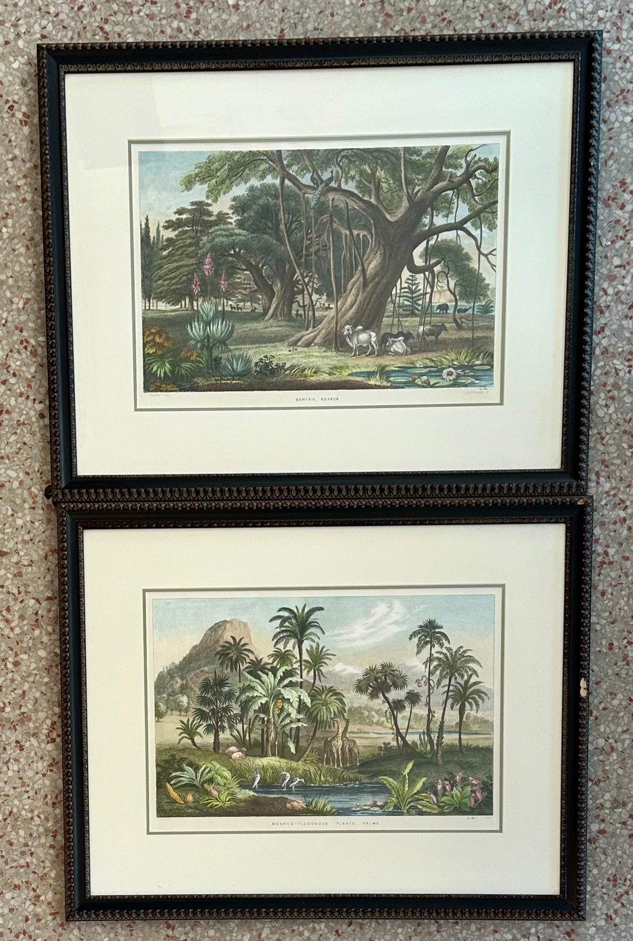 Vintage Tropical Print of Engraving- a Pair - Back view