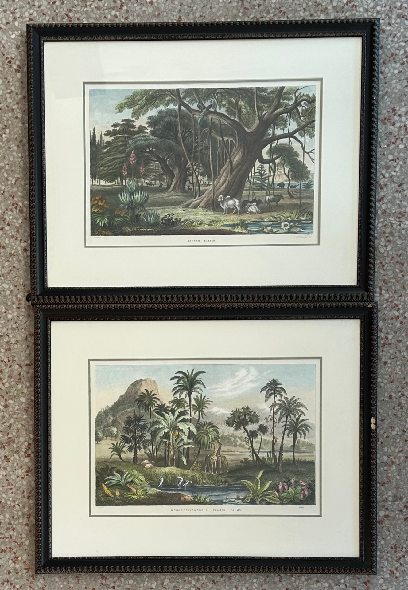 Vintage Tropical Print of Engraving- a Pair - Top view